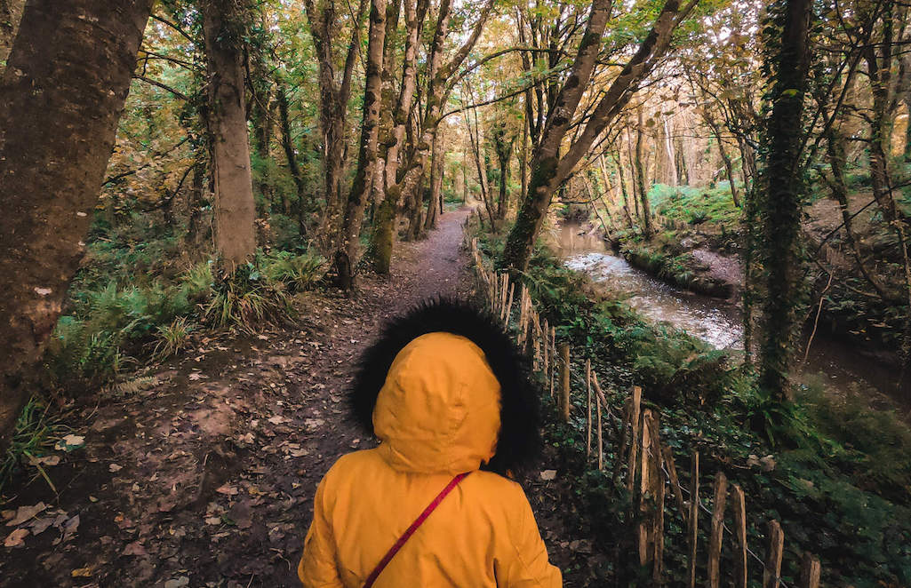 Courtown Woods, County Wexford